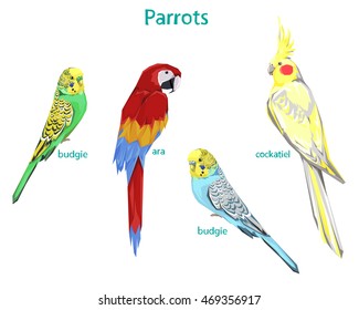 set parrots vector illustration