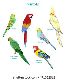 set parrots vector illustration -  wildlife, Parrot ara, budgie, corella