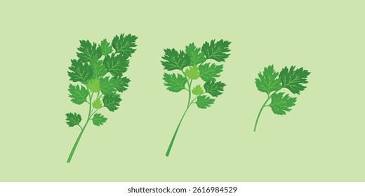Set of parsley vector. vector illustration depicting a bunch of fresh green celery leaves, parsley isolated on a green background.