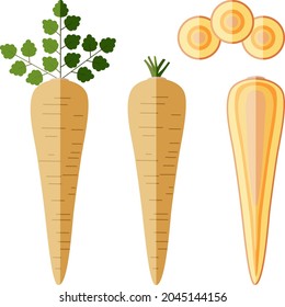 Set of parsnips for banners, flyers, posters, cards. Whole, half, and sliced parsnip. Parsnip with tops. Parsnip root. Organic, vegetarian vegetables. Vector illustration isolated on white background