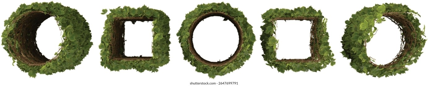 Set of Parthenocissus creeper plants isolated on transparent background from the top view