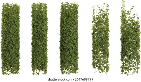 Set of Parthenocissus creeper plants isolated on transparent background