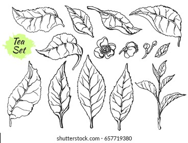 Set of parts branches of tea bush with leaves and flowers. Botanical drawing. Sketch. Realistic. Nature. Organic product. Vector isolated on white background eps.10