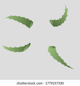 Set with parts of green aloe leaves on a blue background.
