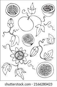 Set of passion fruit element: leaves, flower, fruit, fruit cut in black and white. Vector illustration.