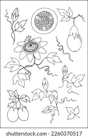 Set of passion fruit element: leaves, flower, fruit, fruit cut in black and white. Vector illustration.