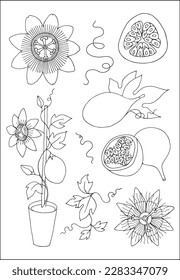 Set of passion fruit element: leaves, flower, fruit, fruit cut in black and white. Vector illustration.