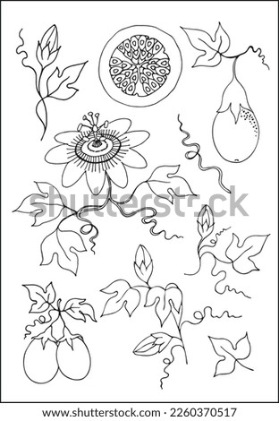Set of passion fruit element: leaves, flower, fruit, fruit cut in black and white. Vector illustration.