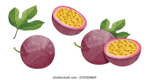 Set of Passion Fruit with leaves Design elements. watercolour style vector illustration.