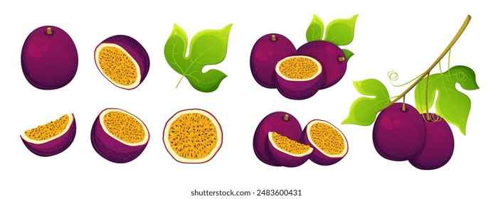 Set of passion fruits. Ripe, juicy tropical fruits whole, halves, slices, passion fruit branch. Vector illustration.