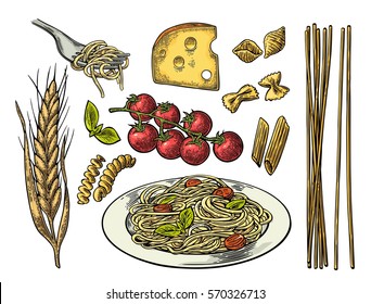 Set pasta with tomato branch, cheese, ear of wheat. Vector vintage color illustration isolated on white background.