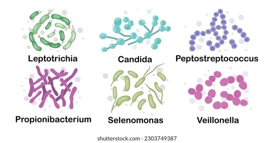 A set of pathogens, bacteria found in the human body. Microbiota. leptotrichia, candida, peptostreptococcus, propionibacterium, selenomonas, veillonella. Vector stock illustration. Microbiome