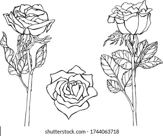 set pattern  flowers roses isolate object white background