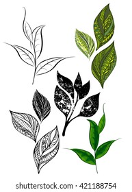 Set of patterned, silhouette, green and black tea leaves and shoots.