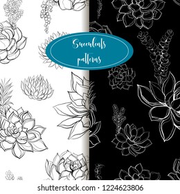 Set of patterns. Succulents. Graphics. Vector