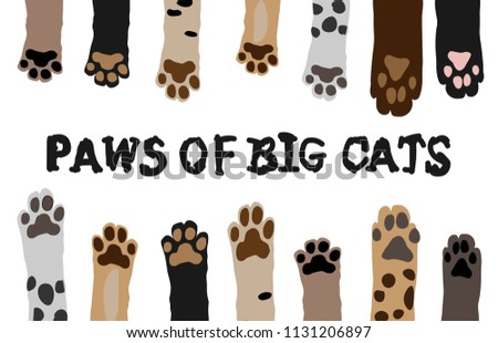 Set Paws Wild Big Cats Wallpaper Cartoon Stock Vector Royalty Free