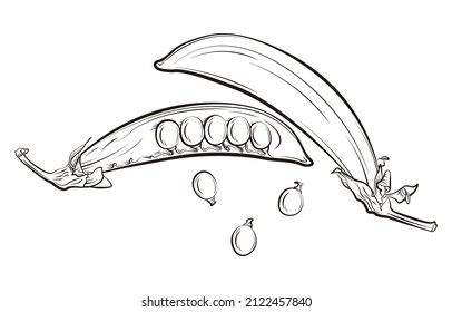 A set of pea vector illustration