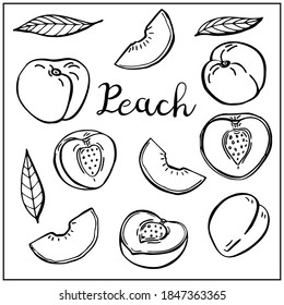 Set with peach fruits and leaves. Graphic hand drawn engraving style. Doodle illustration for packaging, menu cards, posters, prints. Isolated over white background.