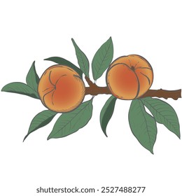 Conjunto de melocotón en rama. Estilo vintage dibujado a mano. Ilustración vectorial. Aislado sobre fondo blanco.