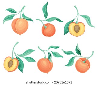 Set of peach tree branches with ripe juicy fruits and green leaves vector illustration