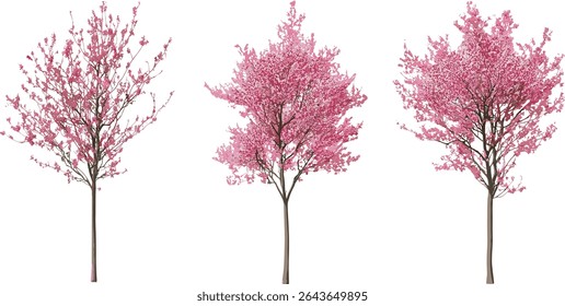 Set of peach trees in bloom, isolated cutout, Prunus persica frontal street trees, vector illustration, flowering tree, nature design, landscape tree, floral blossom, decorative tree.