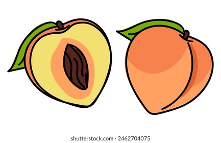 Set of peaches in color with a contour, whole and in section. Bright colors, detailed texture realistic shading of fruits with leaves. Vector illustration in a pair. Colored delicate fruits isolated