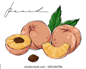 Set of peaches, color, vector