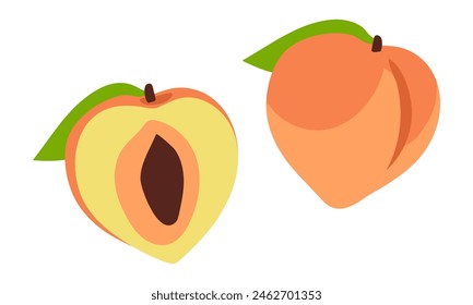 Set of peaches in color, whole and in section. Bright colors, detailed texture realistic shading of fruits with leaves. Vector illustration in a pair. Colored delicate fruits are isolated on a white