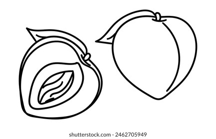 A set of peaches with a contour, whole and in section. Linear fruits with leaves are monochrome. Vector illustration in a pair. Colored delicate fruits are isolated on a white background