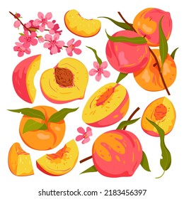 Set of peaches fruits. Ripe peaches on branch with leaves, half and sliced peach, blooming spring peach tree, sweet natural dessert, fruit with seed vector illustration