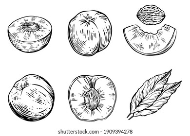 Set of peaches, monochrome, vector