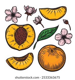 Um conjunto de pêssegos no estilo de desenho de linha. Imagem colorida de pêssegos. Pêssego, metade de pêssego, folha e flor em estilo de gravação. Desenho de esboço de um pêssego.