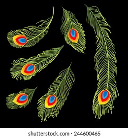 Set of peacock feathers
