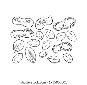 Set of peanut images isolated on white background. Ink sketch of nuts. Hand drawn vector illustration. Peanuts, nuts in shell and  leaves. 