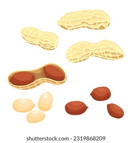 Set of peanut isolated on white background. vector illustration.