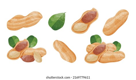 Set of Peanut with leaves Design elements. watercolour style vector illustration.	 - Shutterstock ID 2169779611