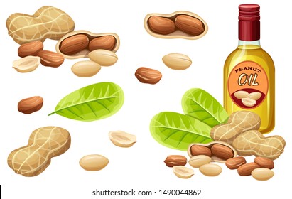 Set peanut oil, seed and leaf. Isolated vector illustration on white background.