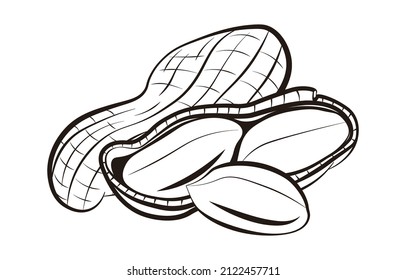 a set of peanut vector illustration