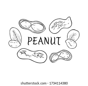 Set of peanuts. Hand drawn sketch of nuts and leaves. Vector illustration. 