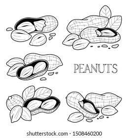 Set of peanuts in hand drawn style. Ink black and white sketch, linear retro style. Collection of vector illustration of nuts isolated on white background.