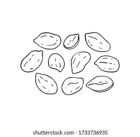 Set of peanuts icons isolated on white background. Ink sketch of nuts. Hand drawn vector illustration. 