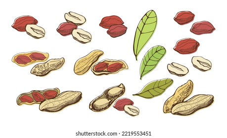 Set of peanuts and leaves on a white background. Vector color illustration