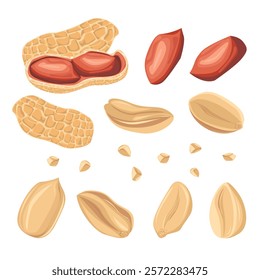 Set peanuts in shell, peeled peanut halves, crushed peanuts. For design projects, food packaging, advertising, or creating educational materials, ideal for use in food-related branding.