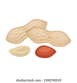 Set  of peanuts vector illustration isolated on white background.