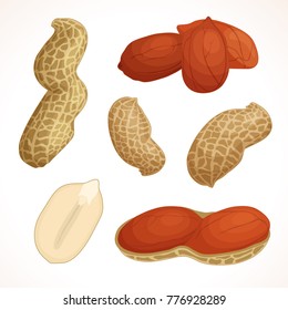 Set of peanuts. Vector illustration. A whole bean in the shell, half a grain, cut and sliced nut.