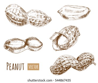 Set of peanuts, whole nuts, shelled, hand draw sketch, outline on white background, vector illustration, vintage