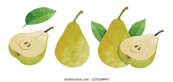 Set of Pear fruit with leaves Design elements. watercolour style vector illustration.