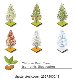 a set of pear trees. Chinese pears, trees in every season