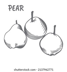 Set of pears. Summer fruits are drawn in the style of a print illustration. A sketch of vegetarian food.