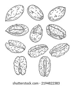 Set pecan. Nuts with shell and unshelled. Vector vintage engraving illustration. Isolated on white background. Hand drawn design element for label and poster